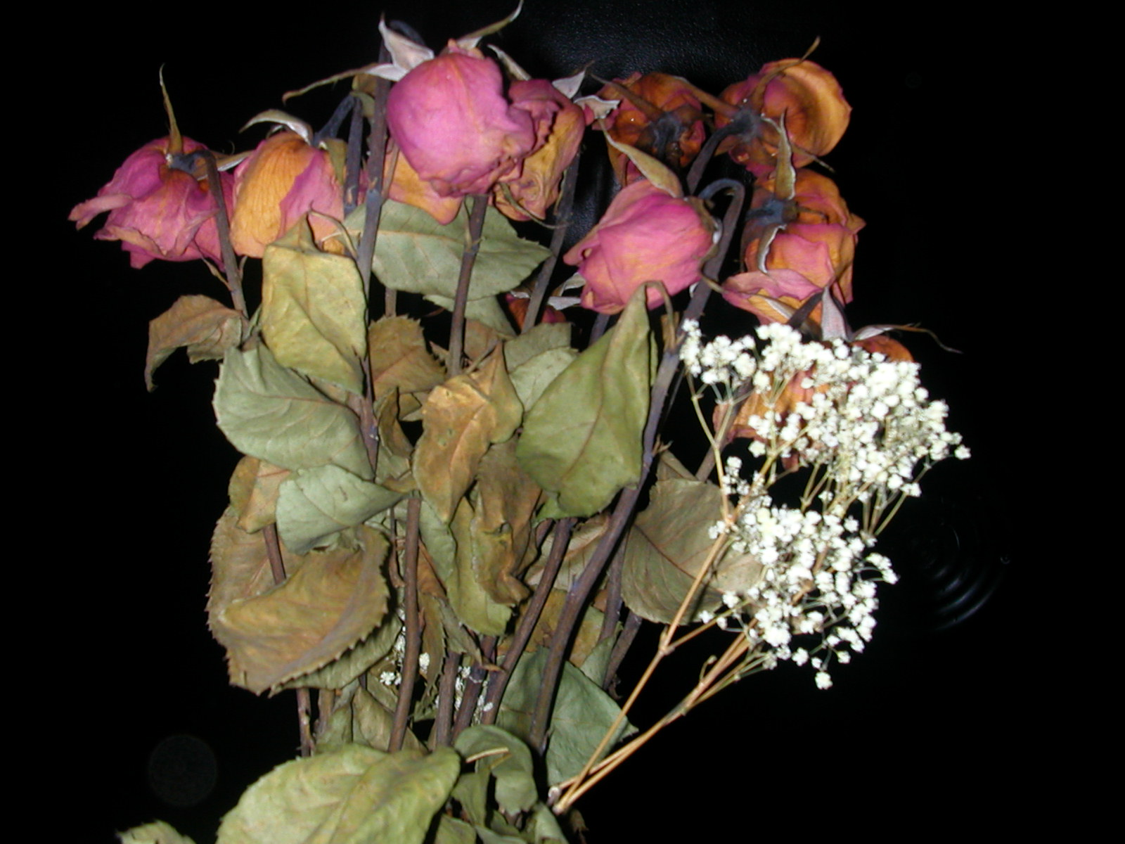 deadroses.jpg